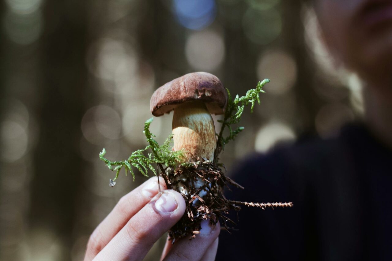 Are You Considering Purchasing Shrooms Online? A Retiree Expresses Regret for Not Using Psilocybin 45 Years Earlier.