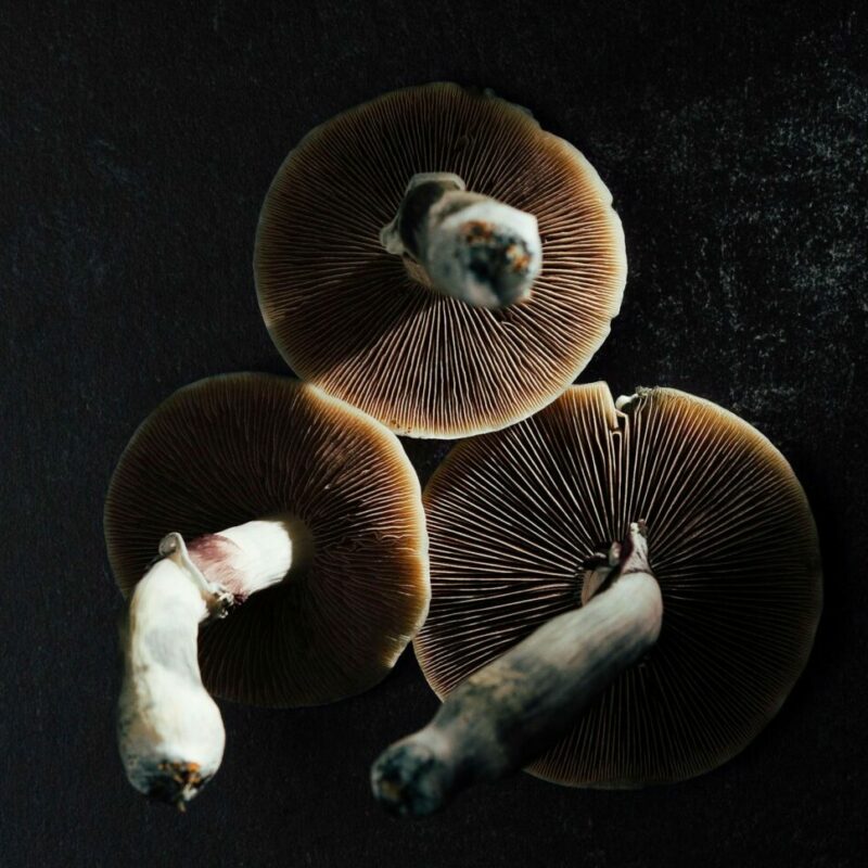 Magic Mushroom Canada | Buy Dmt Canada