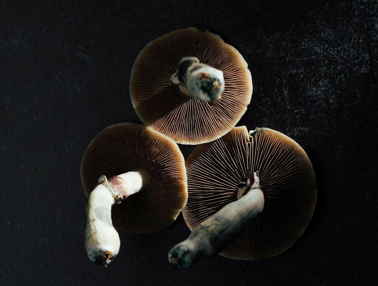 Canada’s Magic Mushroom – Experts Elucidate Why Natural Psilocybin Has a Stronger Impact Than Laboratory-Created Ones