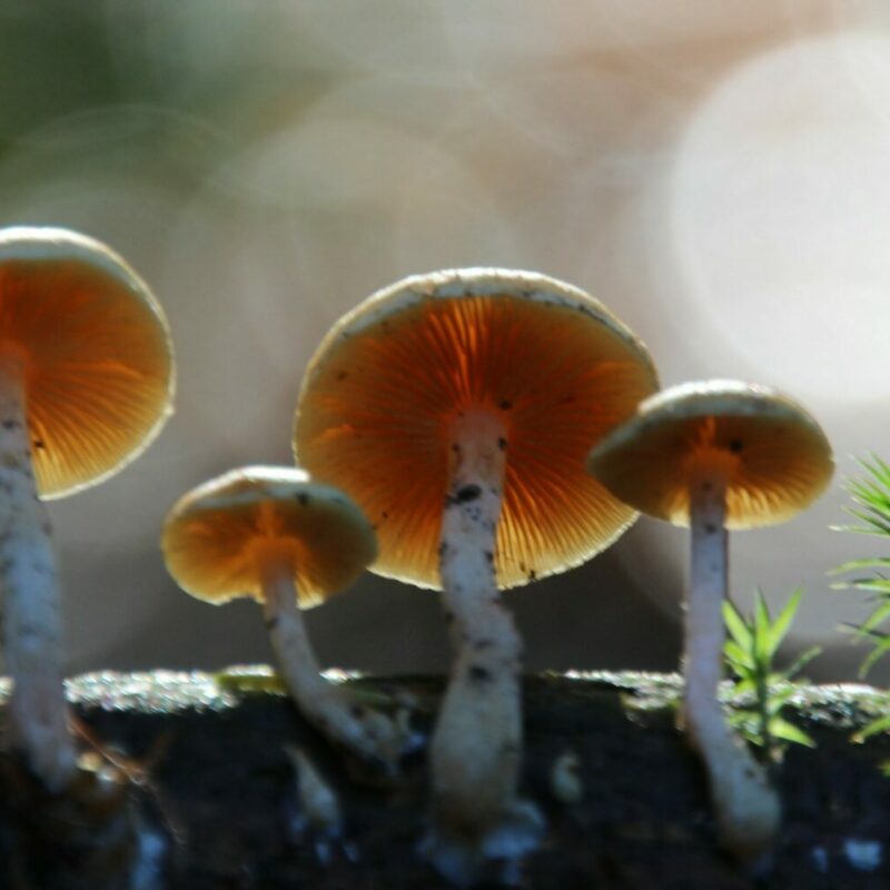 Magic Mushroom Delivery | Buy Dmt Canada