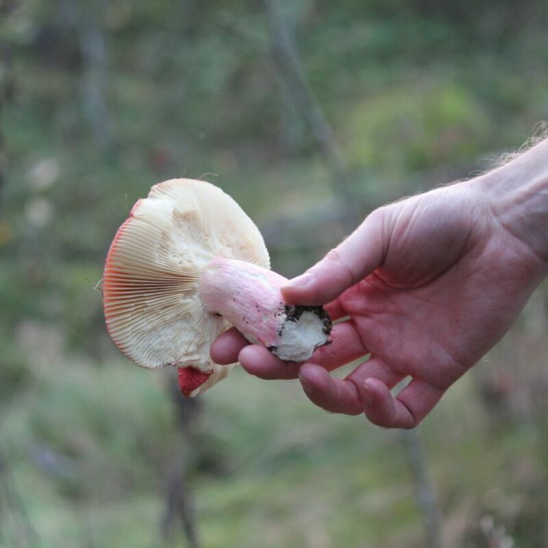 Magic Mushroom Delivery | Buy Dmt Canada