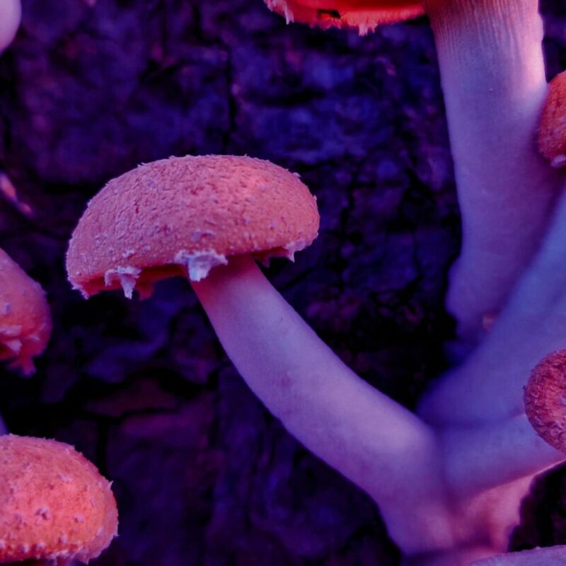Mushroom Dispensary | Buy Dmt Canada