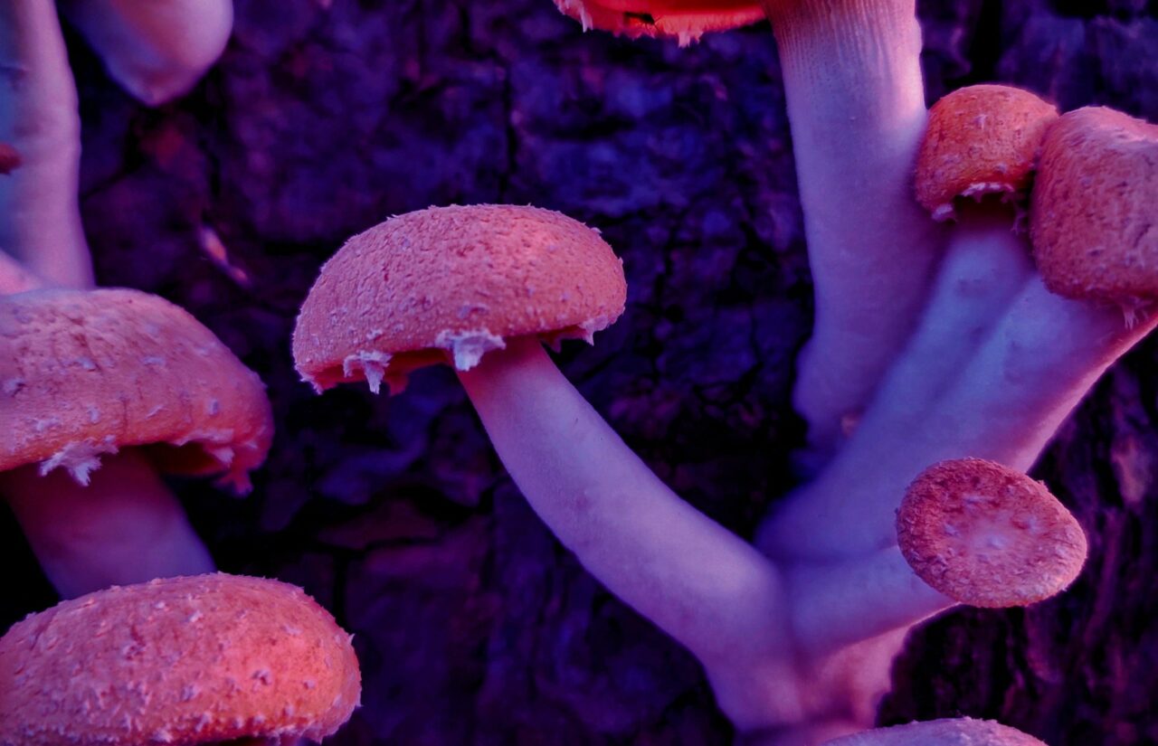 How Psilocybin Obtained From Mushroom Dispensaries Could Help Reconfigure Minds Battling HIV-Related Guilt