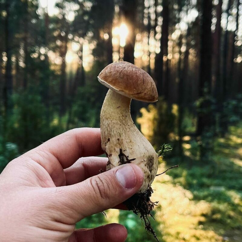 Shrooms Delivery Canada | Buy Dmt Canada