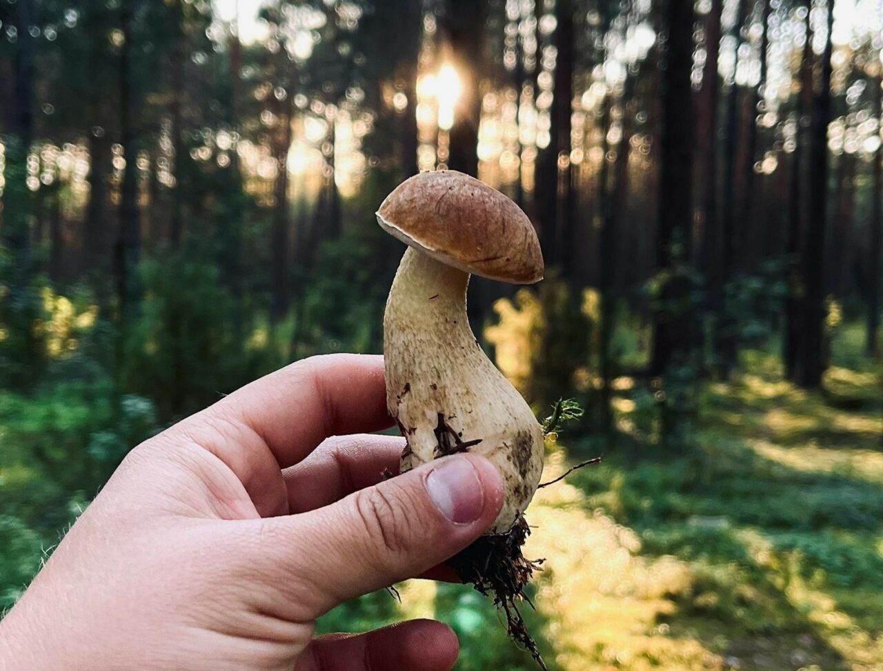 Discover if Psilocybin Surpasses Escitalopram/Esketamine: Learn More at ShroomsDeliveryCanada
