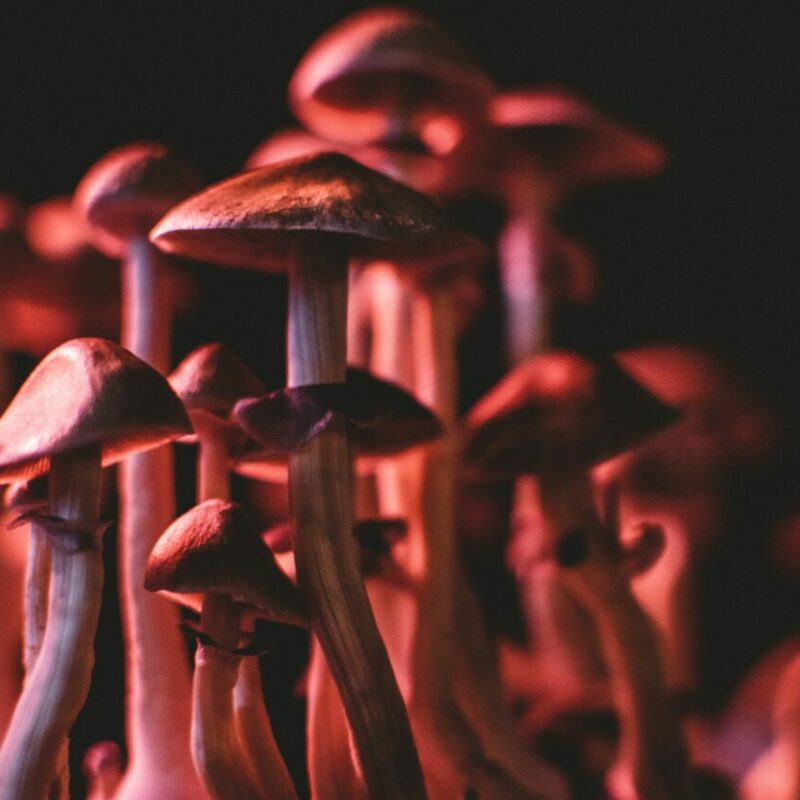  | Buy Dmt Canada