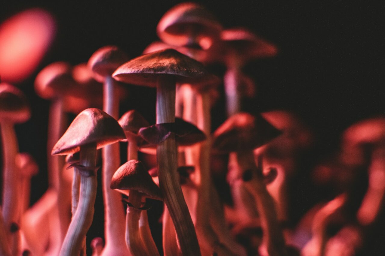 How I Successfully Bought Psychedelics Online (While Dodging Scams)